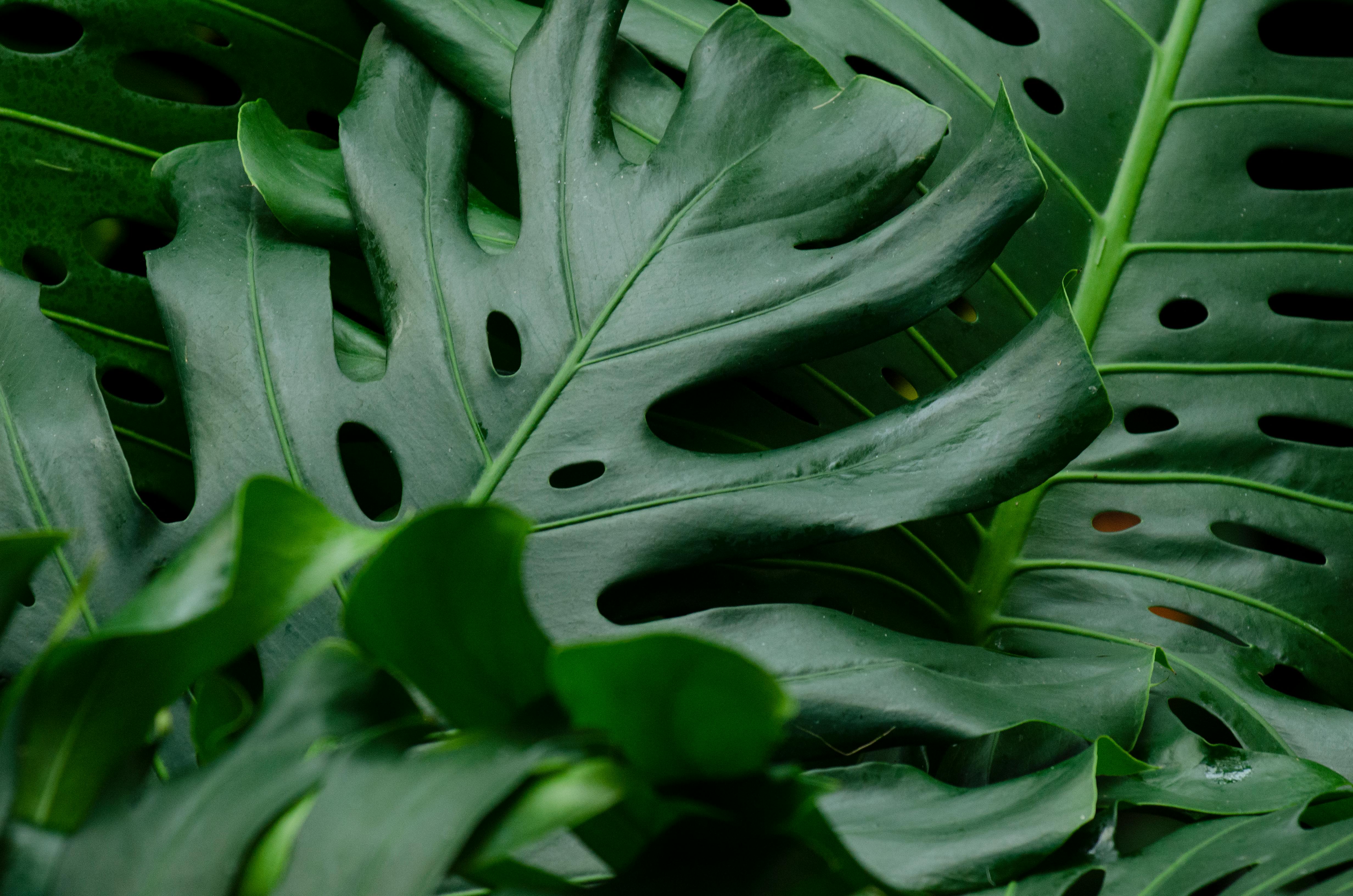 Botanical Background
